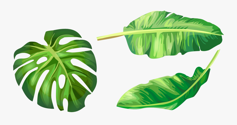 Leaf Leaves Illustration Euclidean Vector Green Banana - Banana Leaf Clip Art, Transparent Clipart