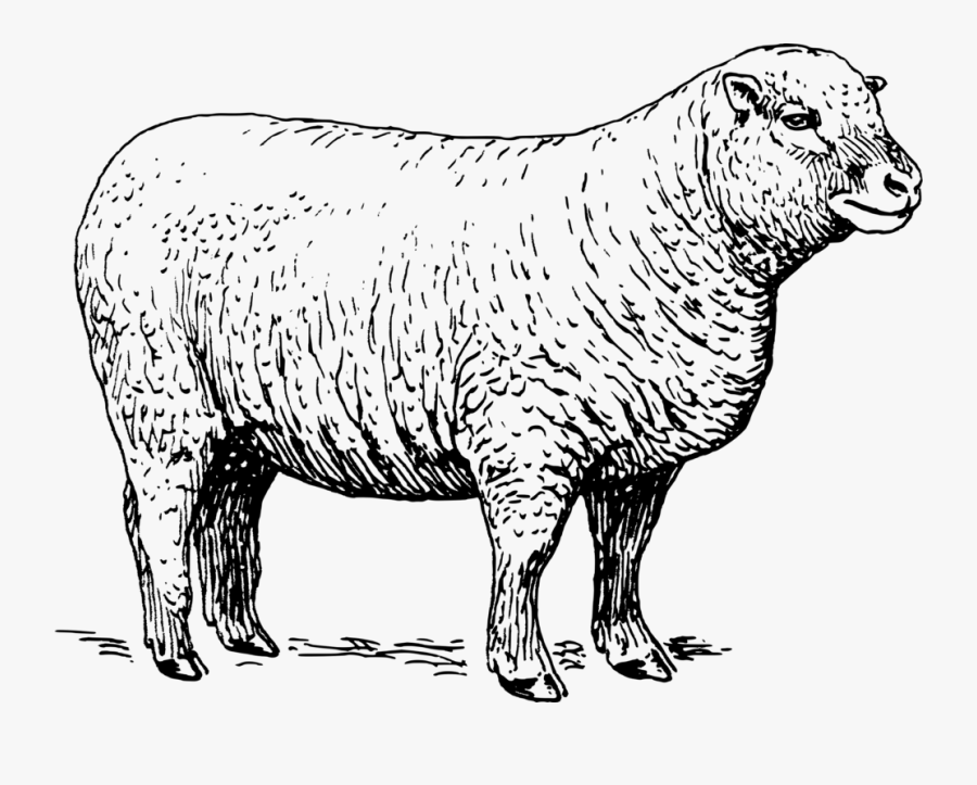 How To Set Use Sheep Clipart , Png Download - Free Clip Art Sheep Black And White, Transparent Clipart