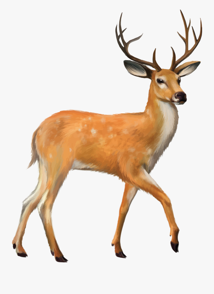 White Tailed Clip Art - Transparent Background Deer Png , Free