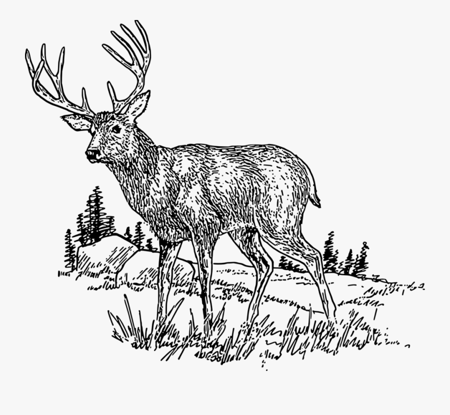Elk,wildlife,musk Deer - Clipart Deer Images Black And White, Transparent Clipart