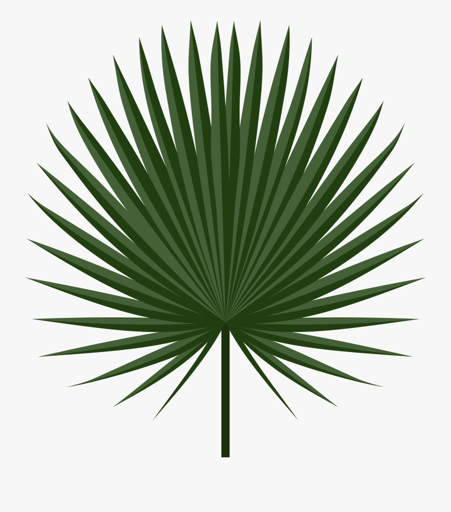 Sabal Leaf - Palm Tree Leaf Png, Transparent Clipart