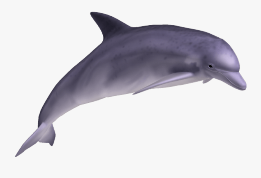 Dolphin - Dolphin Png, Transparent Clipart