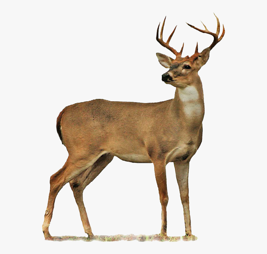 Deer Transparent Background, Transparent Clipart