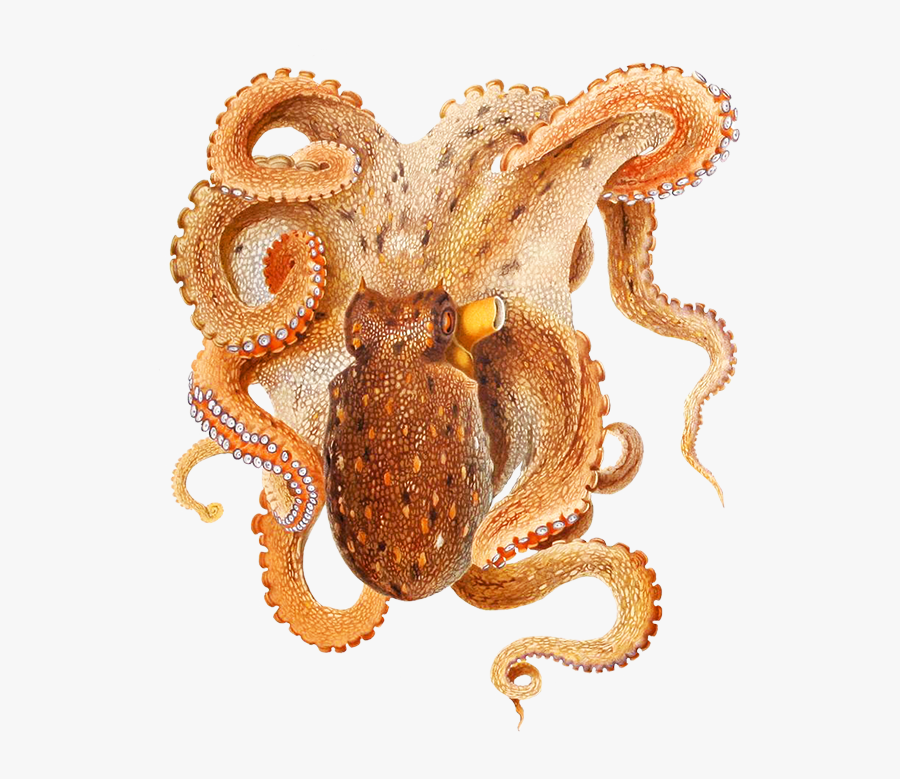 Beautiful Octopus Drawing - Cephalopods Mediterranean, Transparent Clipart