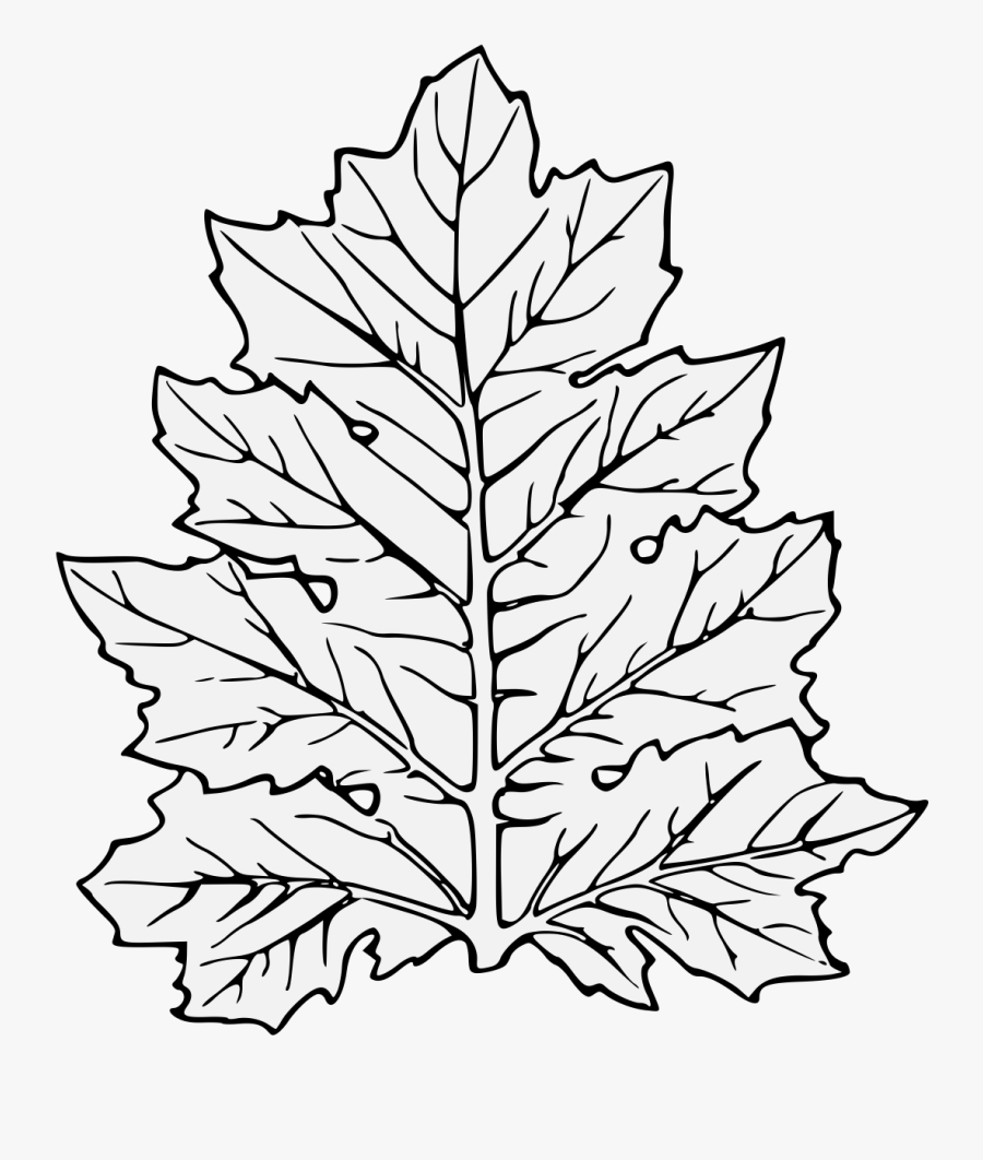 Transparent Holly Leaf Png - Leaf Clip Art, Transparent Clipart