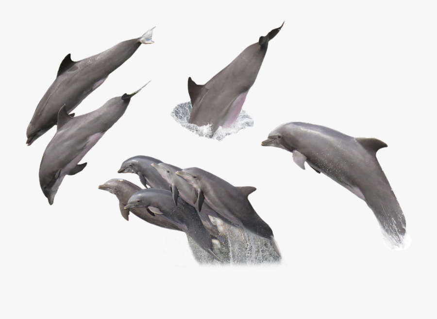 Dolphin In Sea Png, Transparent Clipart