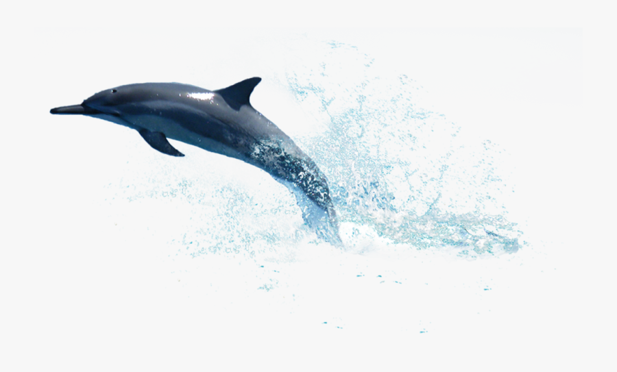 Dolphin Png Transparent Free Images - Dolphin Png, Transparent Clipart