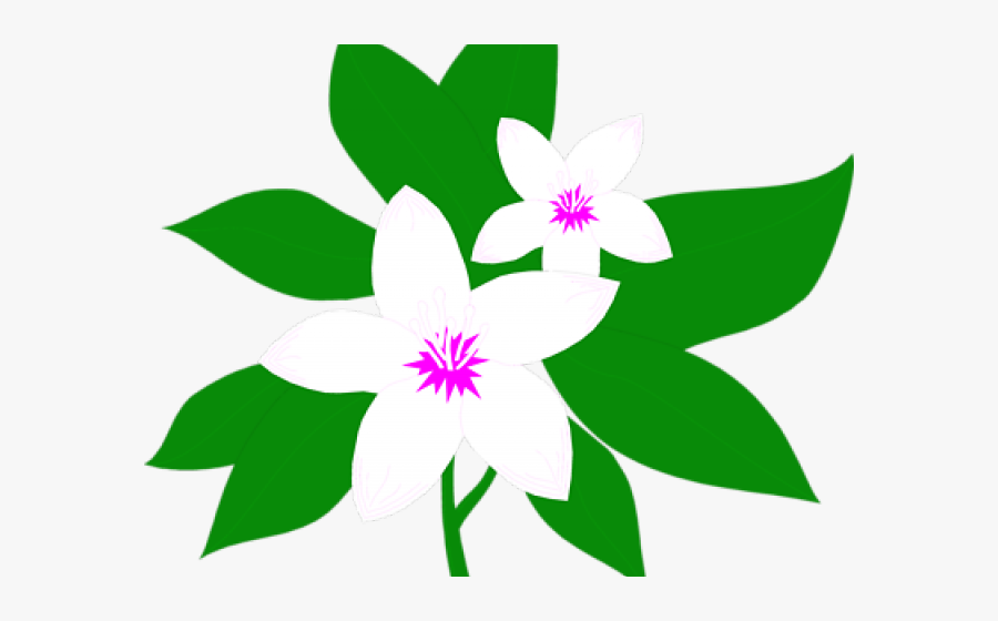 Jasmine Flower Jasmine Clipart, Transparent Clipart
