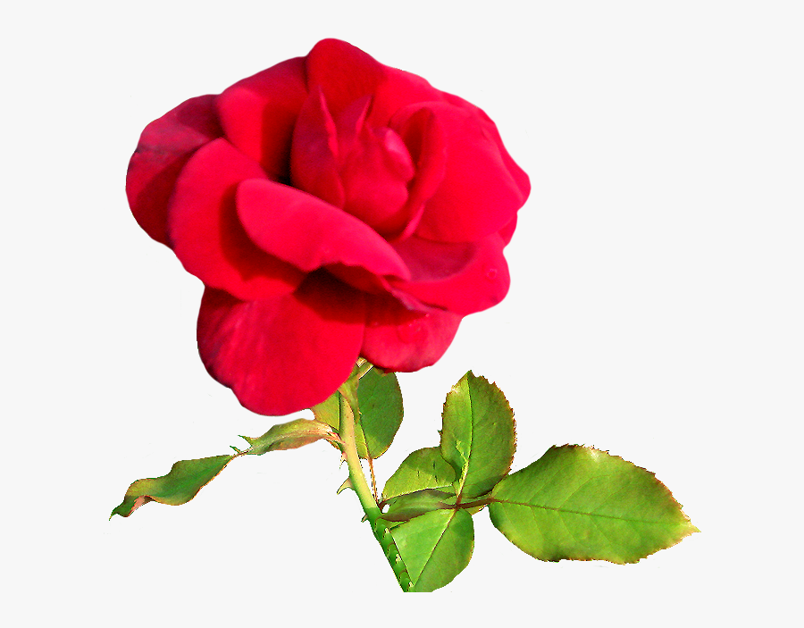Velvet Rose Clipart, Transparent Clipart
