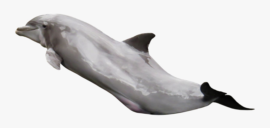 Dolphin On A Transparent Background, Transparent Clipart