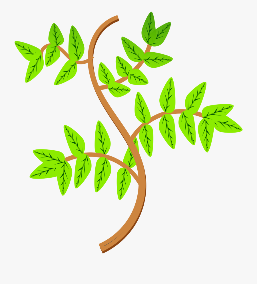 Branch Clipart Leaf Branch - Transpiration Gcse, Transparent Clipart