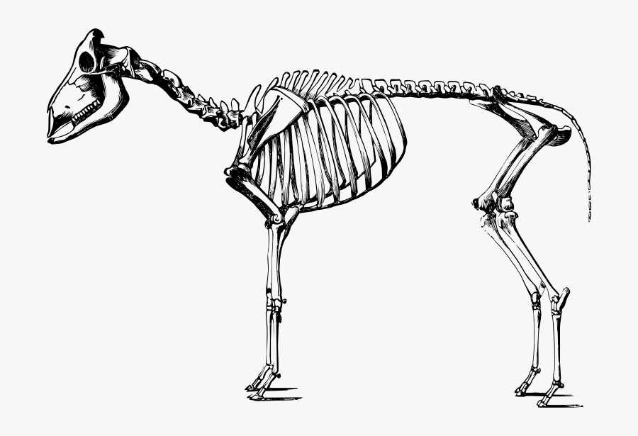 Sheep Skeleton From Theobald - Skeleton Of A Sheep, Transparent Clipart