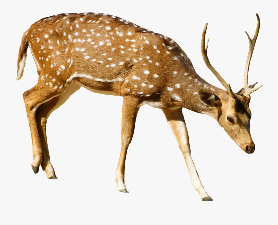 Deer Clipart Png Transparent, Transparent Clipart