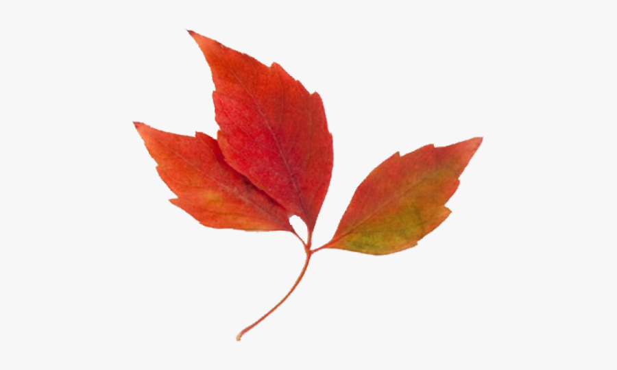 Fall Leaves Clip Art, Transparent Clipart