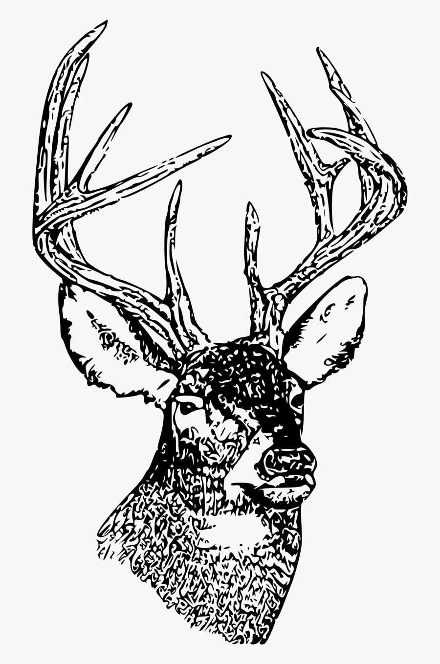 Whitetail Deer Head - Deer Illustration Black And White, Transparent Clipart