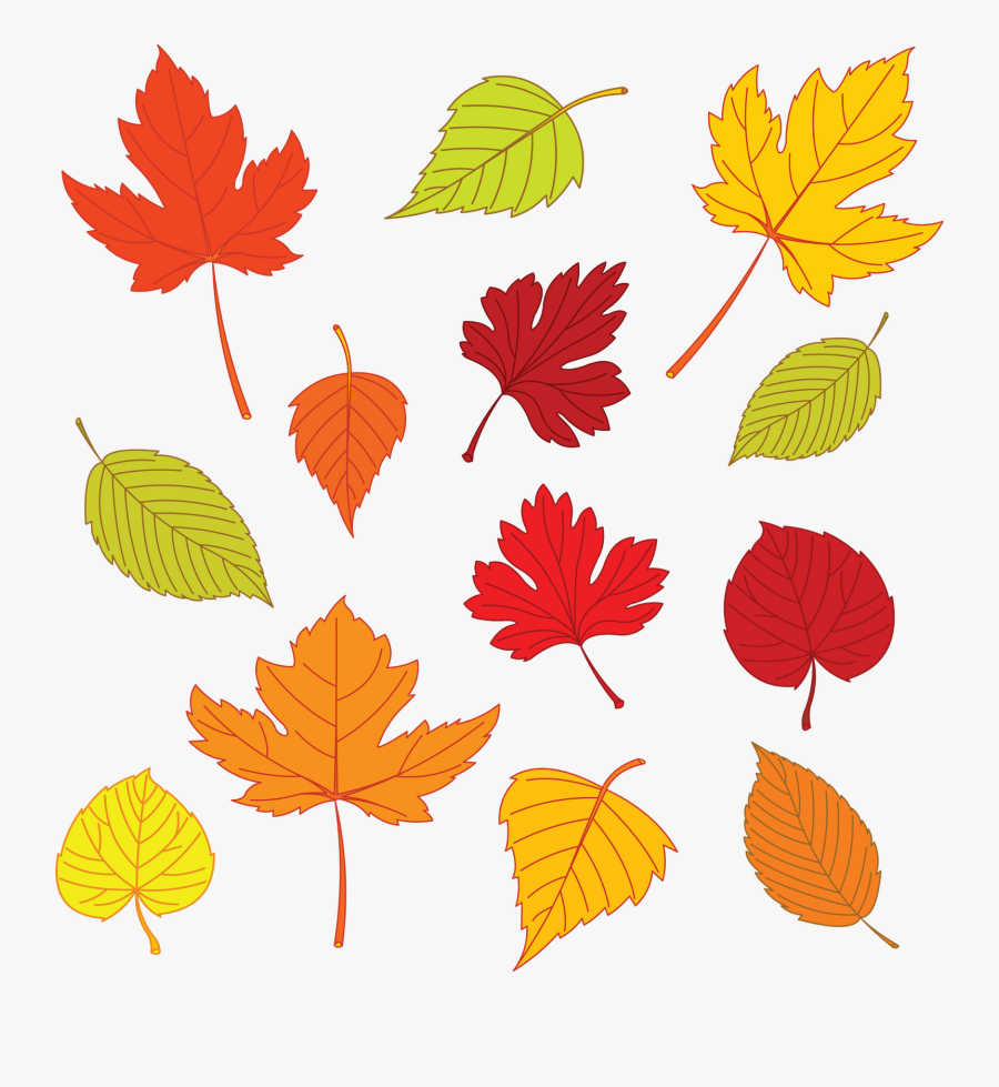 Fall Leaf Clipart Template - Autumn Leaves Illustration, Transparent Clipart