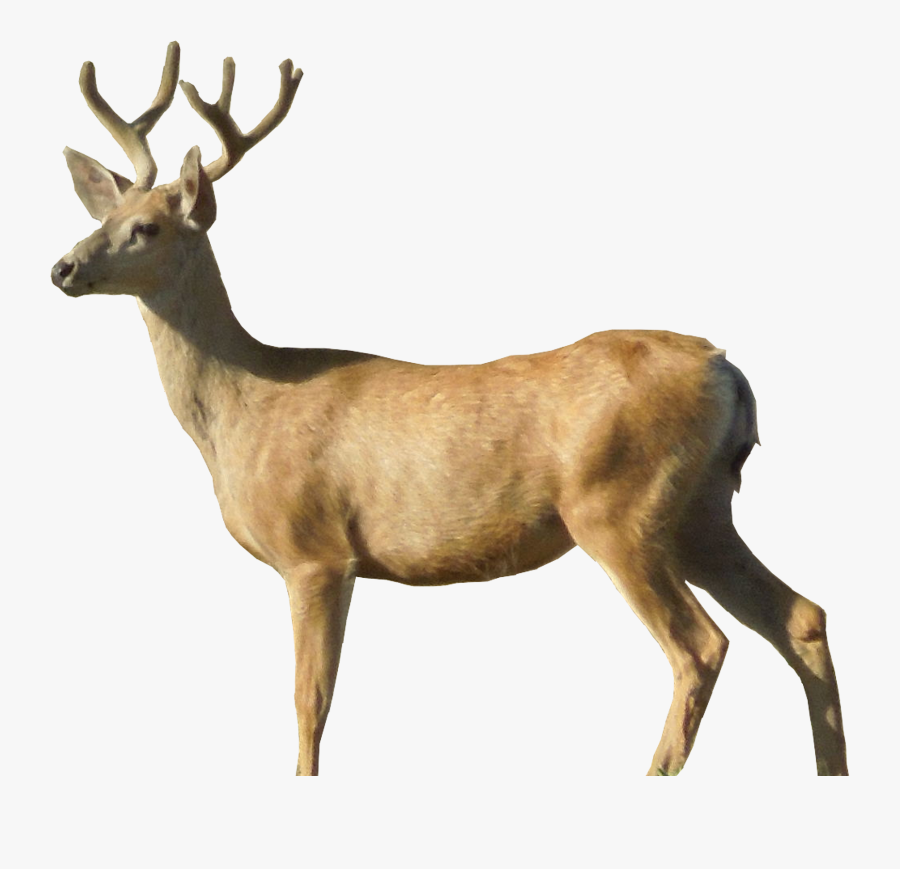 Transparent Background Deer Png, Transparent Clipart