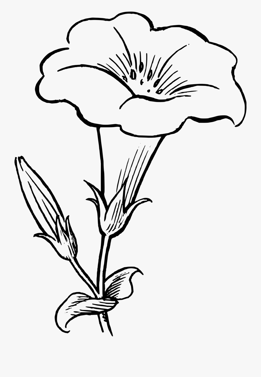 Rose Flower Clipart Black And White - Flower Art Black And White, Transparent Clipart