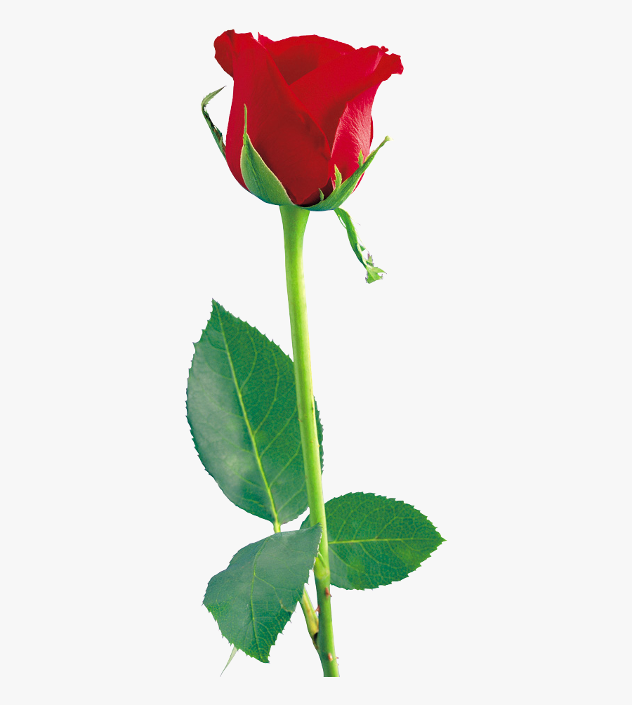 Magenta Single Rose Clip Art Clipart Free Download - Rose Flower, Transparent Clipart