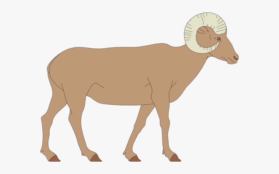 Transparent Sheep Clipart Png - Desert Bighorn Sheep Clipart, Transparent Clipart