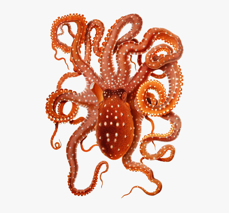 Clip Art Of Big Octopus - Octopus Png Transparent, Transparent Clipart