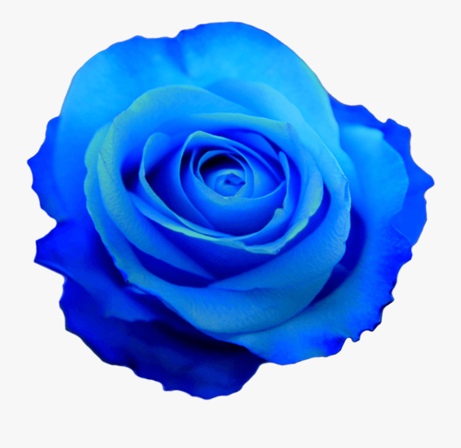 Rose Clipart Blue - Blue Flower Transparent Background, Transparent Clipart