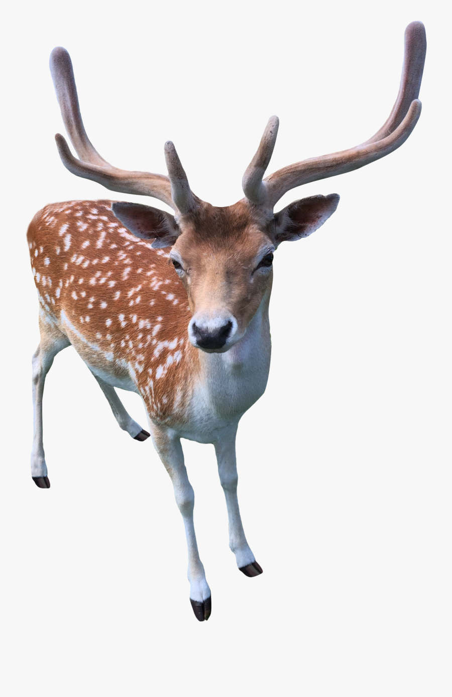 Png Image Of Deer, Transparent Clipart
