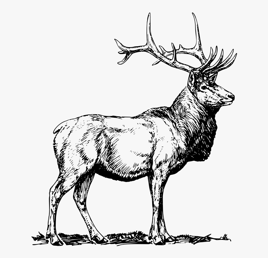 Elk Black And White, Transparent Clipart