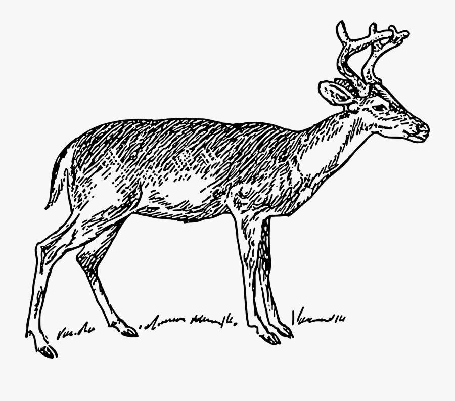 Antelope,musk Deer,deer - Deer Clip Art Black And White, Transparent Clipart