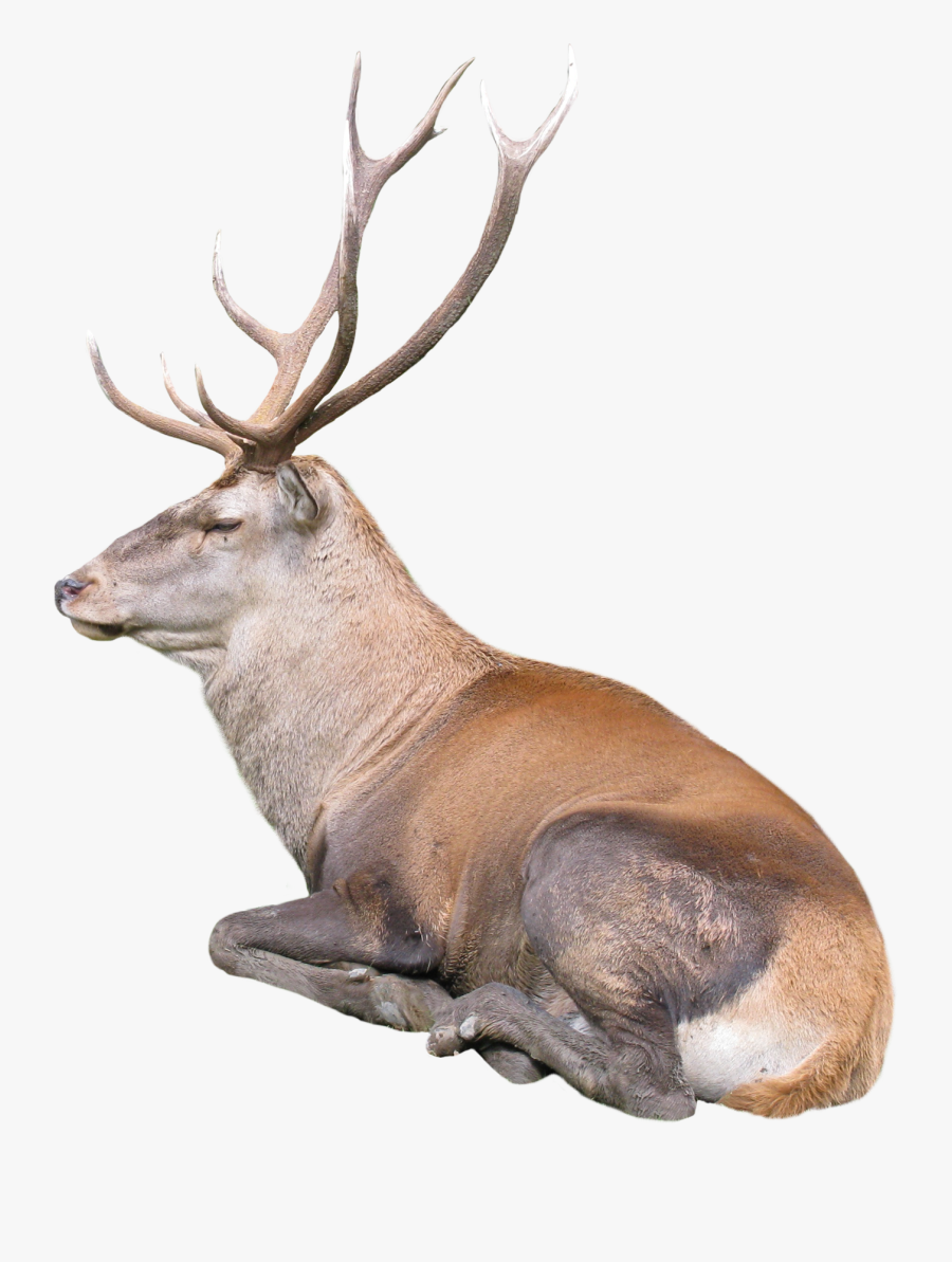 Reindeer, Transparent Clipart