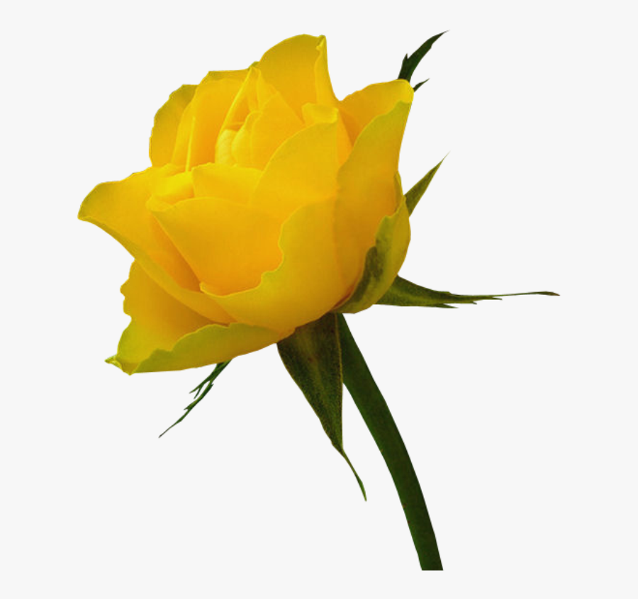 Red Rose Clip Art - Flowers Download Yellow Hd, Transparent Clipart