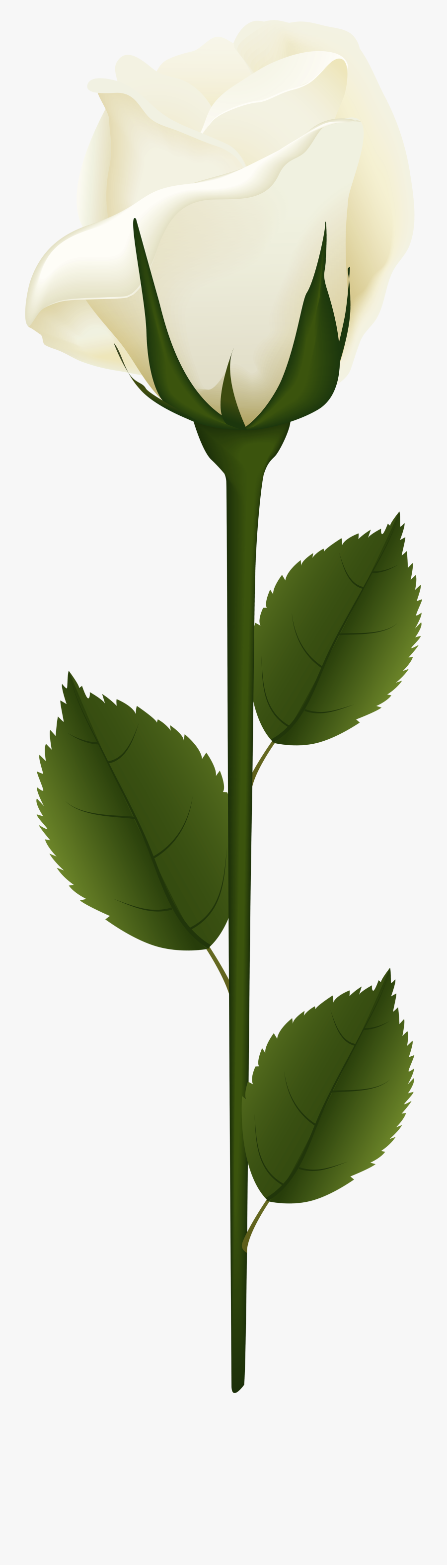 White Rose Png Clip Art - Portable Network Graphics, Transparent Clipart