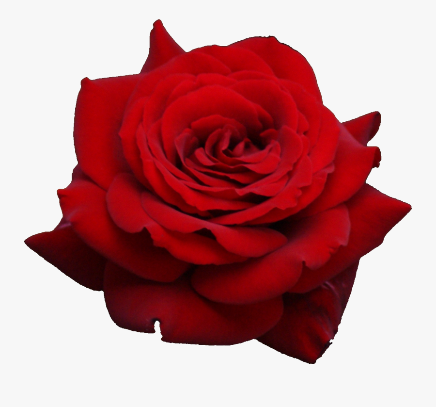 Tyler Rose Marathon - Transparent Background Rose Png, Transparent Clipart