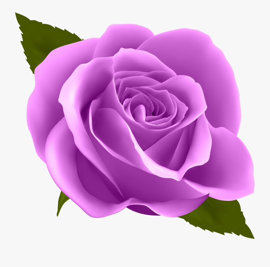 Bulk Purple Roses, Qf - Pink Rose Png Transparent, Transparent Clipart