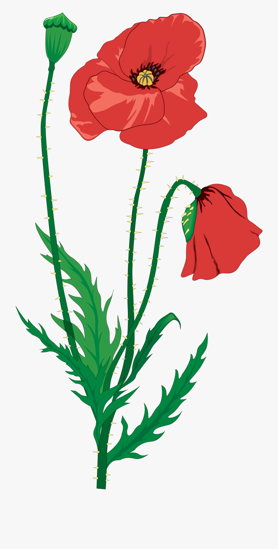 Drawing Flower Clip Art - War Poems Flanders Fields, Transparent Clipart