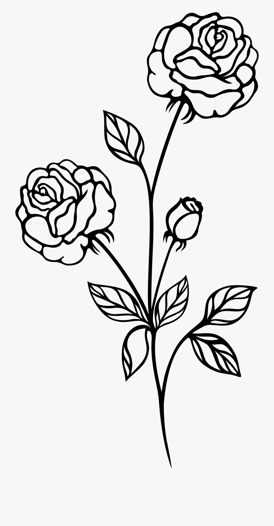 Rose Clipart Black And White - Rose Plant Black And White, Transparent Clipart
