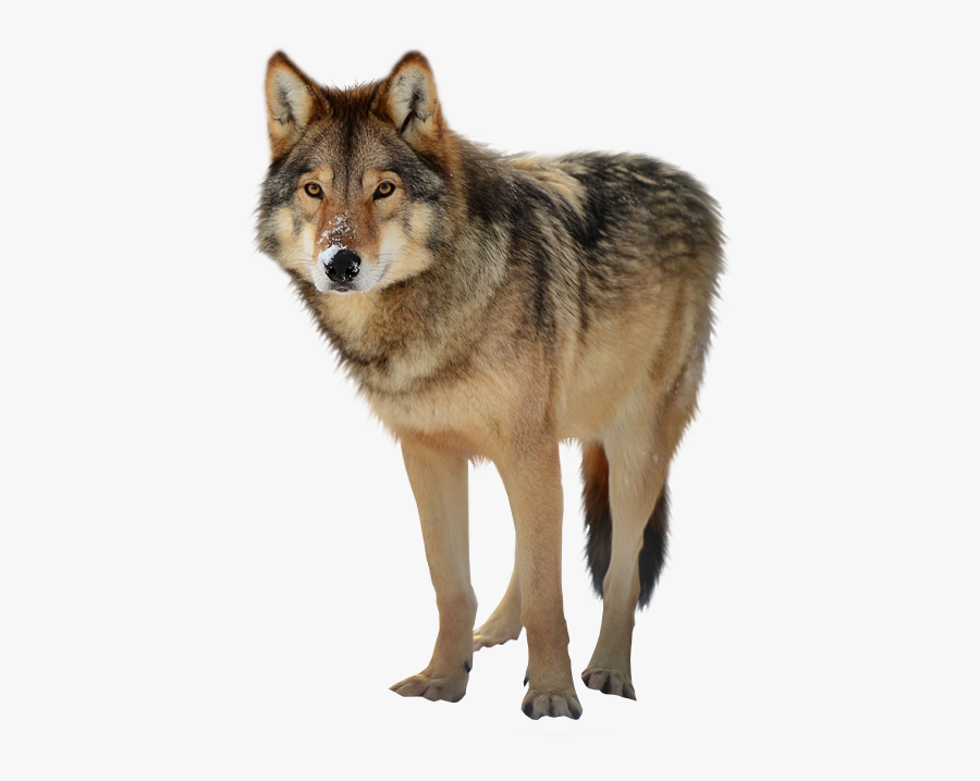 Download Wolf Png Clipart - Timber Wolf Transparent Background, Transparent Clipart