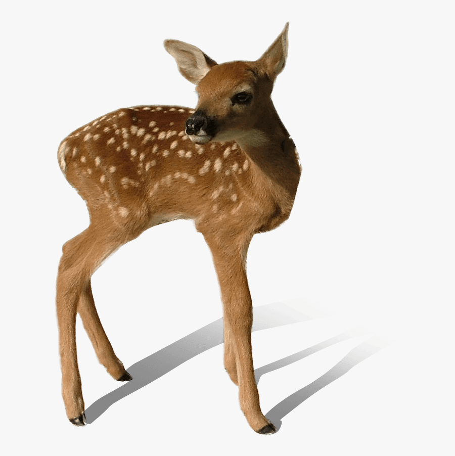 Deer Image With Transparent Background, Transparent Clipart
