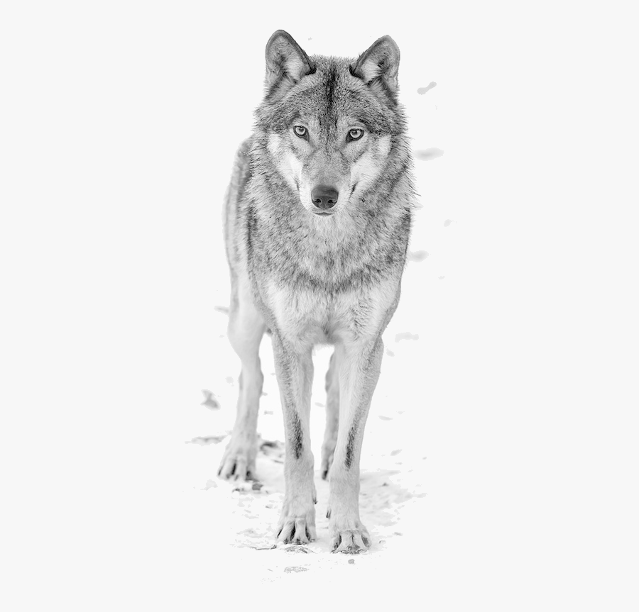 Wolf Clipart Images In Collection Page Transparent - Png Wolf, Transparent Clipart