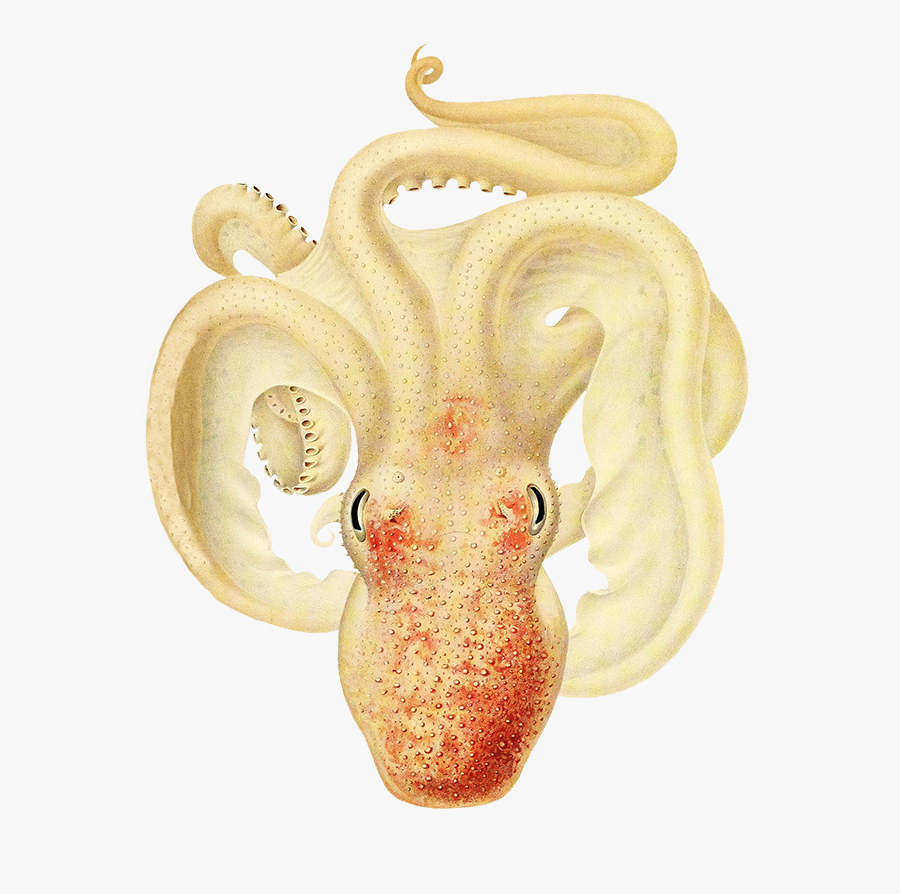 Ocotpus Clipart Soft Pale Colors - Octopus, Transparent Clipart