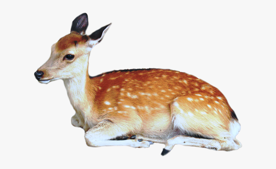 Deer - Animal Png, Transparent Clipart
