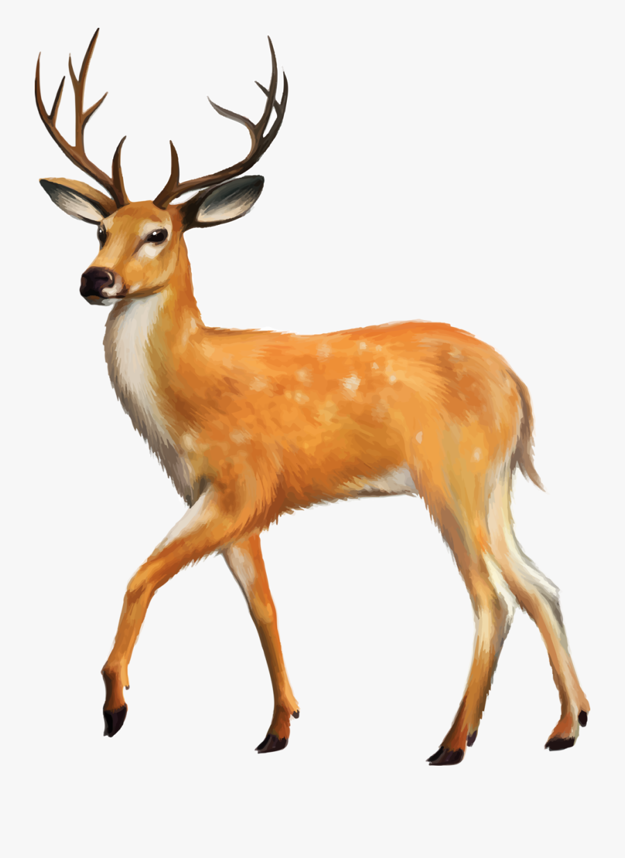 Duck Turkey Boar Deer In Crosshairs Clipart - Deer Png, Transparent Clipart