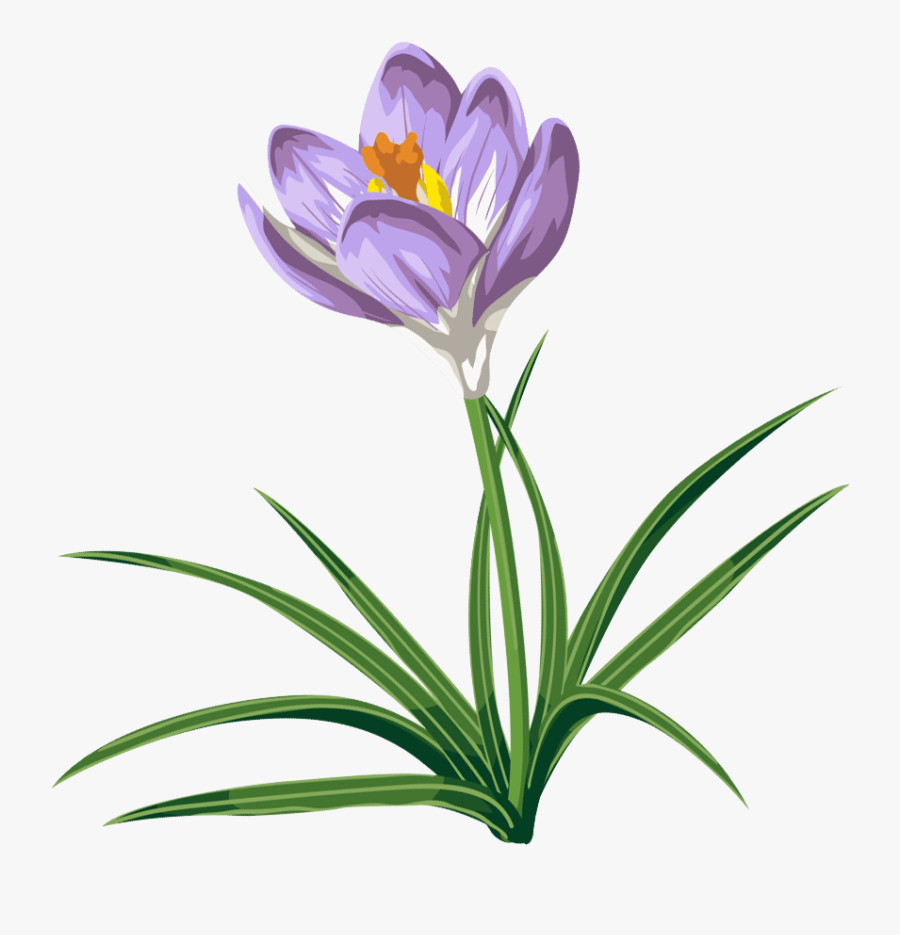 Crocus Clipart May Flower - Crocus Clip Art, Transparent Clipart