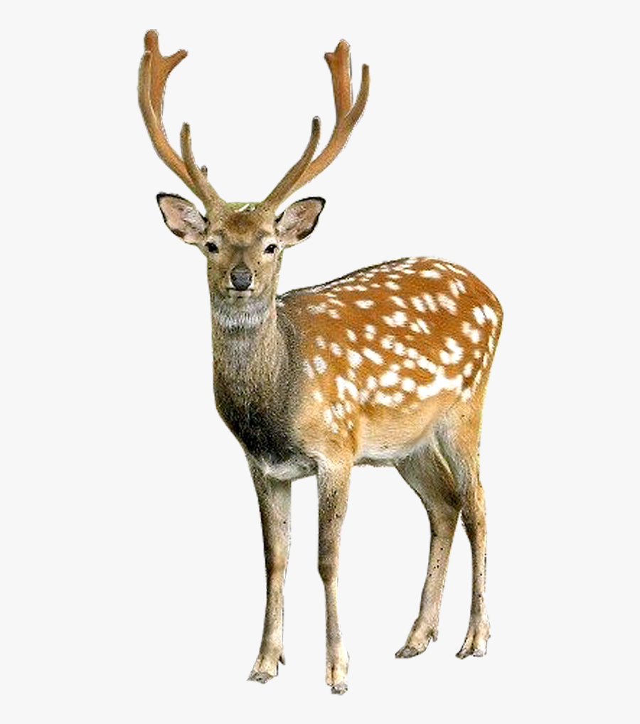 Deer Clipart Realistic - Deer Transparent Background, Transparent Clipart