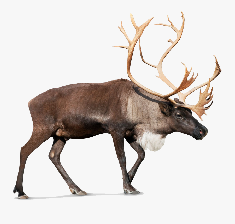 Caribou Png, Transparent Clipart
