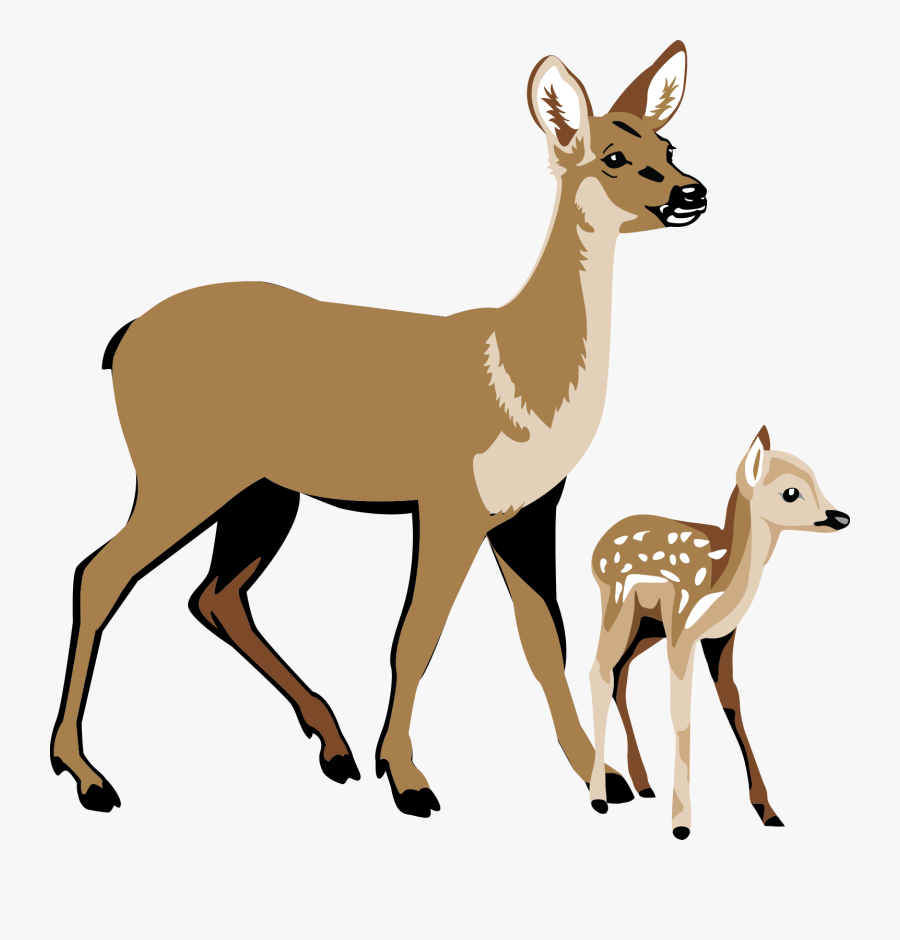 Transparent Deer Clipart - Roe Deer, Transparent Clipart