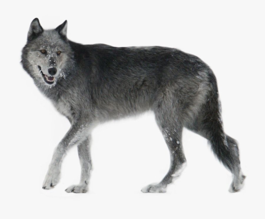 Grey And Black Female Wolf, Transparent Clipart