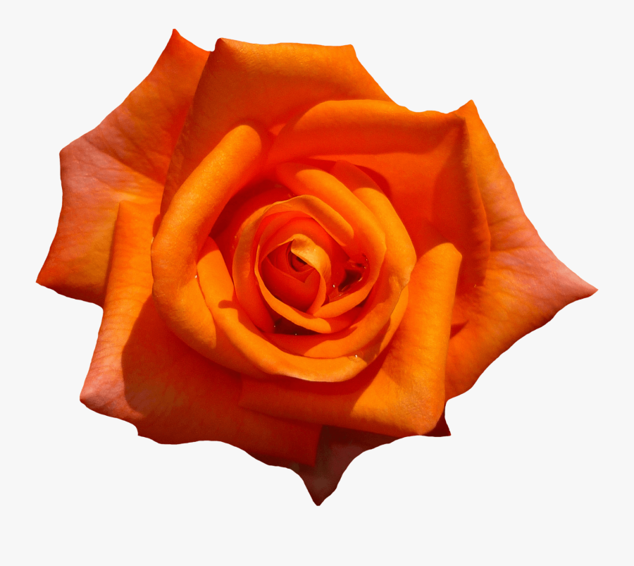 Orange Rose - Orange Roses Flower Png, Transparent Clipart