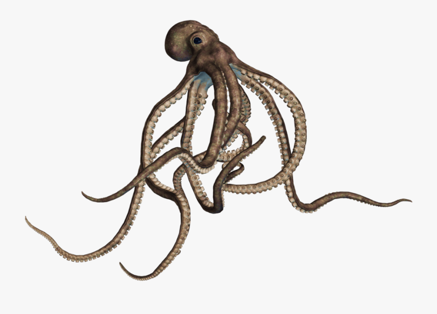 Transparent Octopus Clipart - Octopus Png, Transparent Clipart