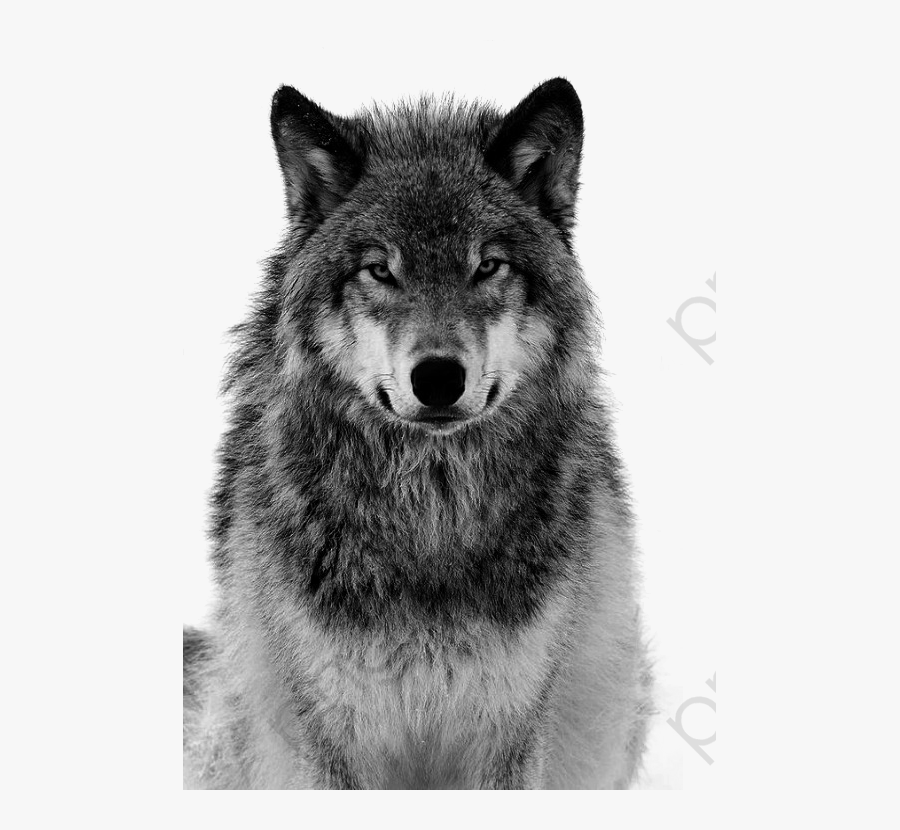 Transparent Charlottes Web Clipart - Black And White Wolf Face, Transparent Clipart